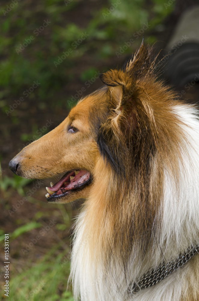 Collie in the park