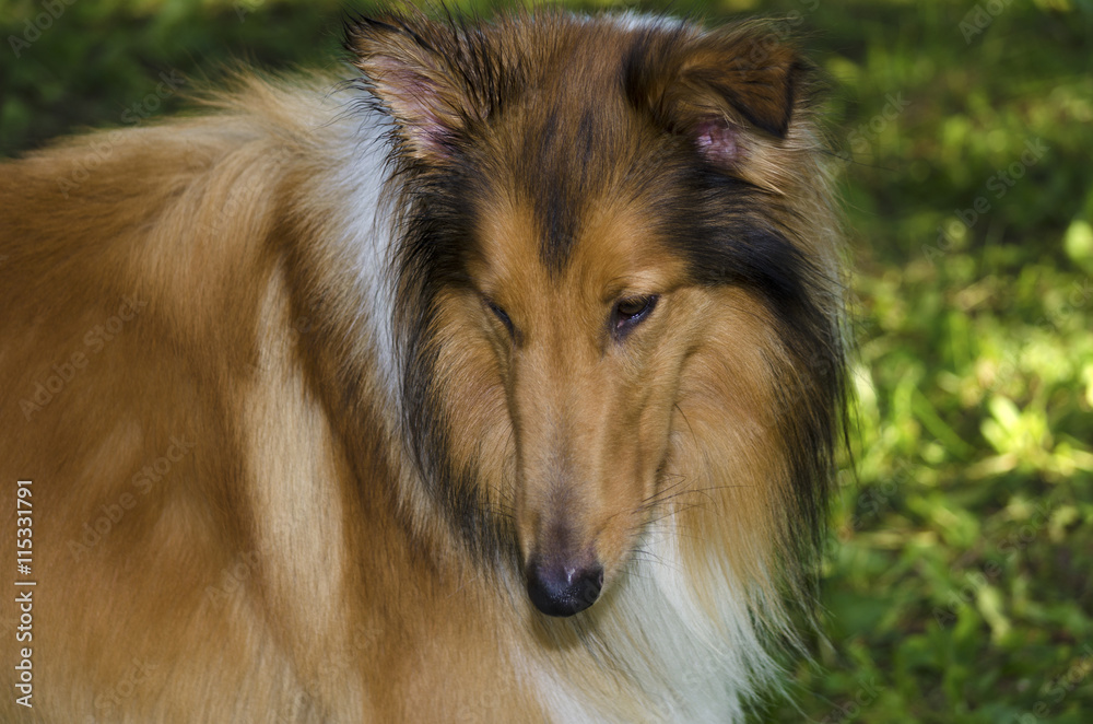 Gorgeous Scottish shepherd in the park