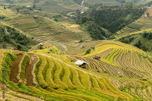 rice terrace in vietnam