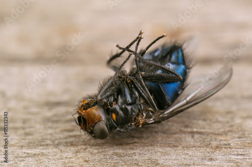 dead black fly
