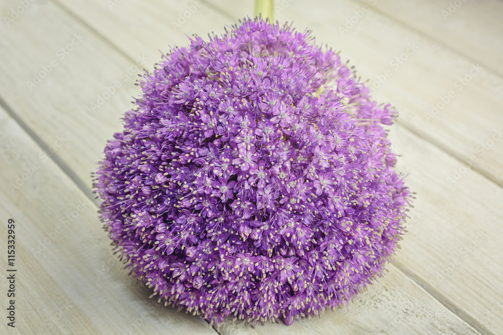 General view of the decorative inflorescences onions General view of the decorative inflorescences onions
