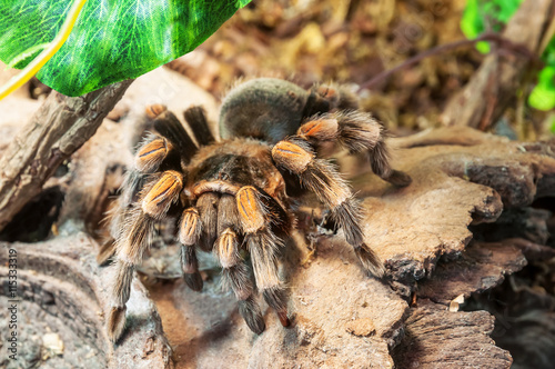 live redknee tarantula