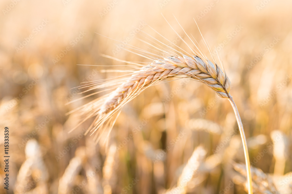 Barley - one shining golden ear of corn on barley field - summer background Barley - one shining golden ear of corn on barley field - summer background