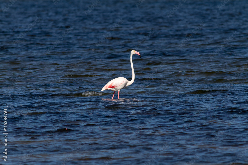 Flamingo pink