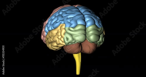 Animation of cerebrum, cerebellum and medulla oblongata, of human body, in rotation over black background in format 4K photo