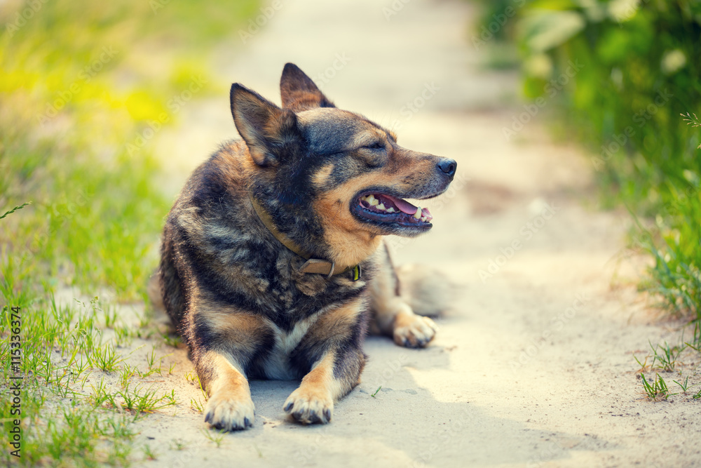 Dog lying outdoor on dirt road Dog lying outdoor on dirt road