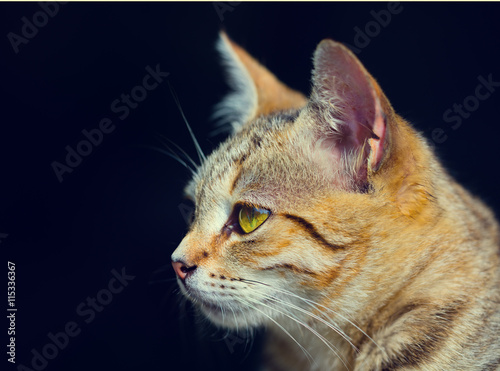 Cat portrait in profile on black background