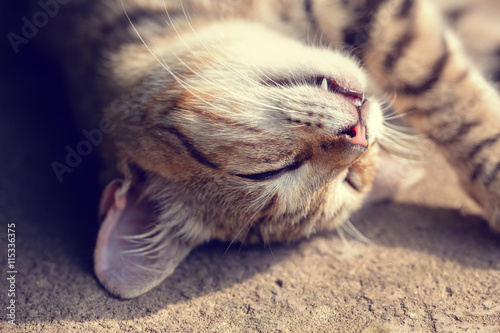 Portrait of a cat sleeping on the back