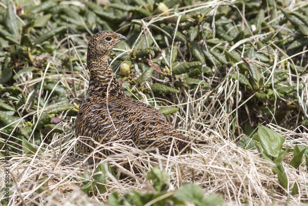 Rock Ptarmigan female standing in the midst of wild rosemary sum Rock Ptarmigan female standing in the midst of wild rosemary sum