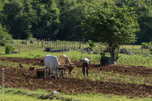 Contadino che lavora i campi con coppia di buoi.