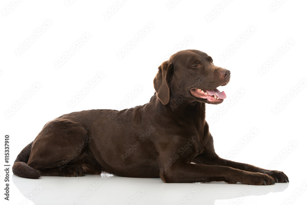 Dösender Labrador Retriever