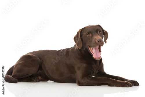 Fototapeta Naklejka Na Ścianę i Meble -  Gähnender Labrador Retriever