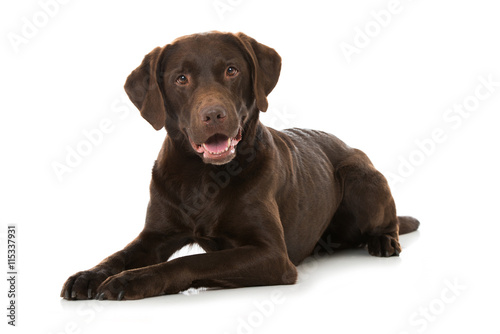 Labrador Retriever photo