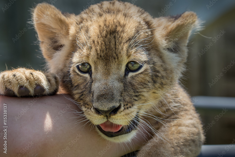 Fototapeta premium lion cub
