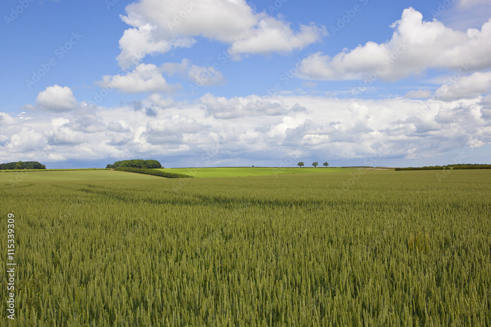 yorkshire wolds wheat fields