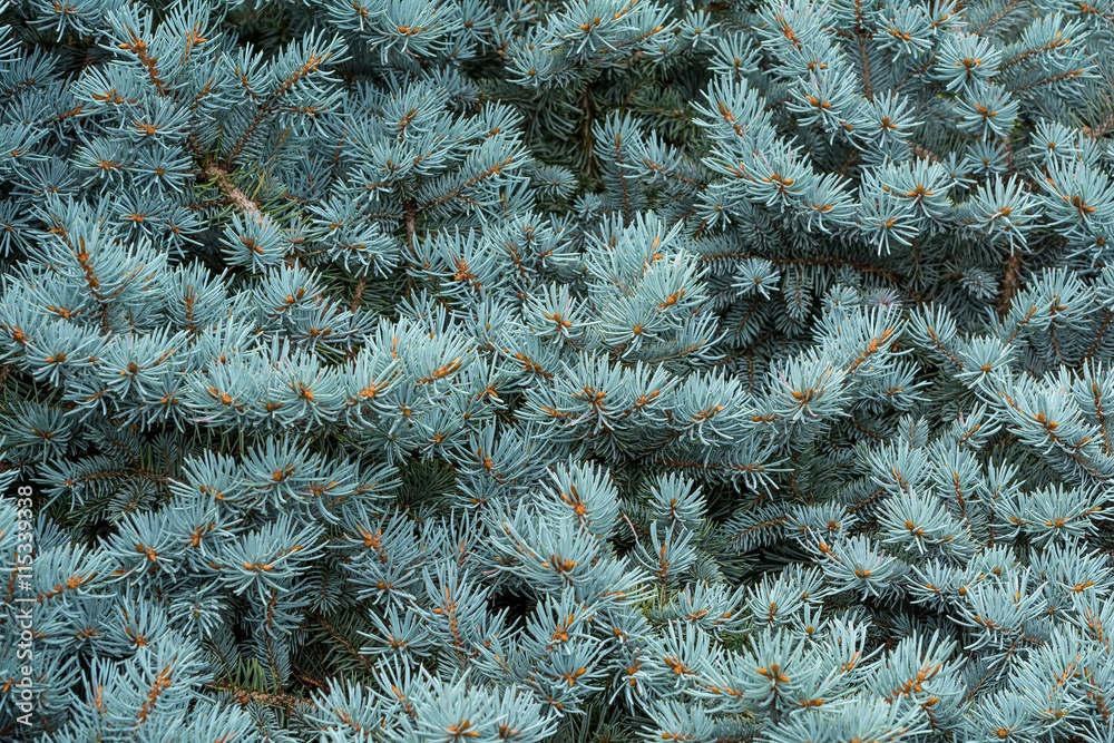 Blue Pine. Fir-tree. Spruce.