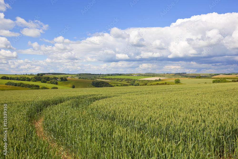 rolling agricultural scenery