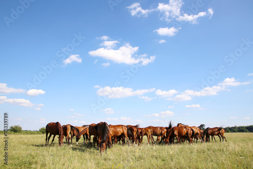 Herd of gidran horses eating fresh green grass summertime © acceptfoto