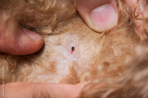 Photography Closeup of mite and fleas infected on dog fur skin