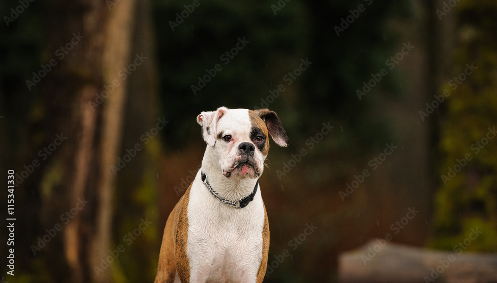 Boxer dog in front of dark forest