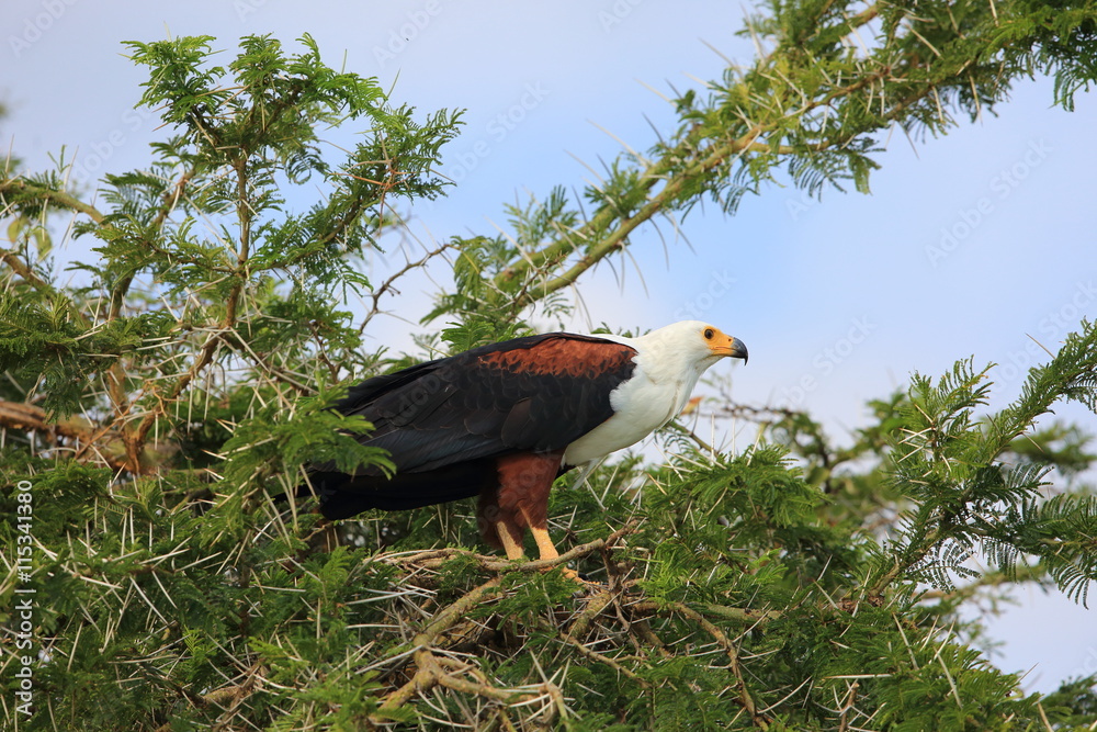 Naklejka premium African fish eagle (Haliaeetus vocifer) in Queen Elizabeth National Park, Uganda