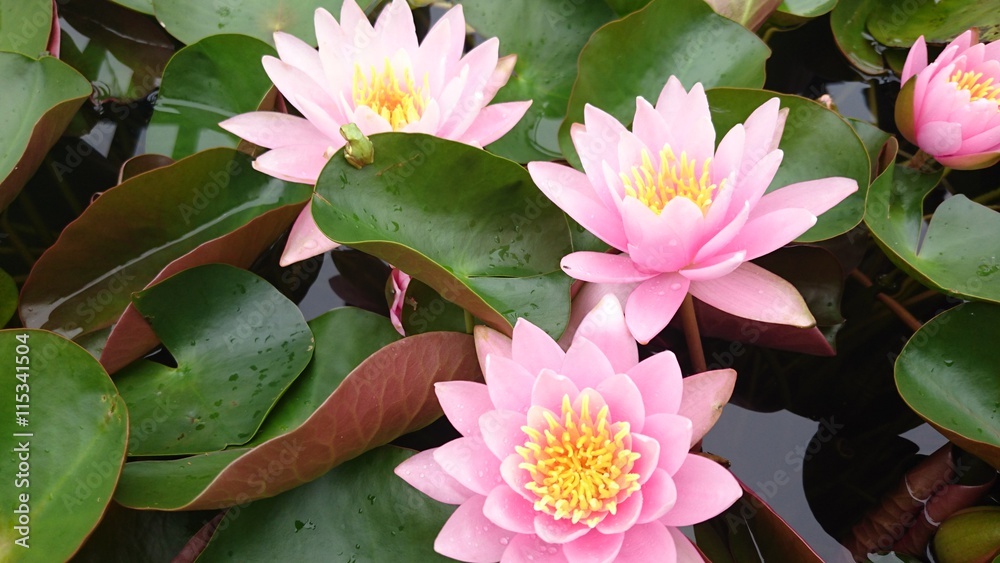 睡蓮 water lily 睡蓮 water lily