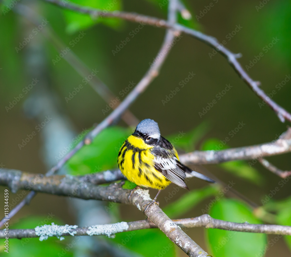 Obraz premium The Magnolia Warbler is a handsome and familiar warbler of the northern forests. Though it often forages conspicuously and close to the ground, it is a very shy and hard to photograph.