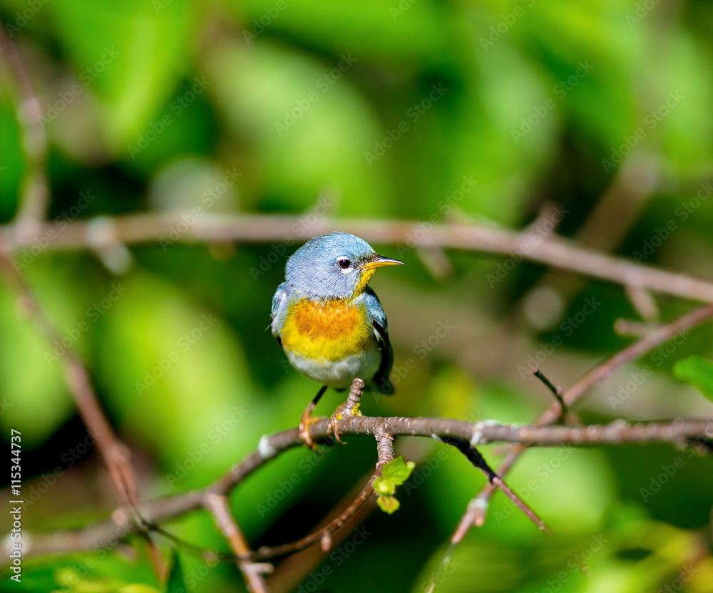 A small warbler of the upper canopy, the Northern Parula can be found in boreal forests of Quebec. It nests in Canada in June and July and after returns south to spend the winter.