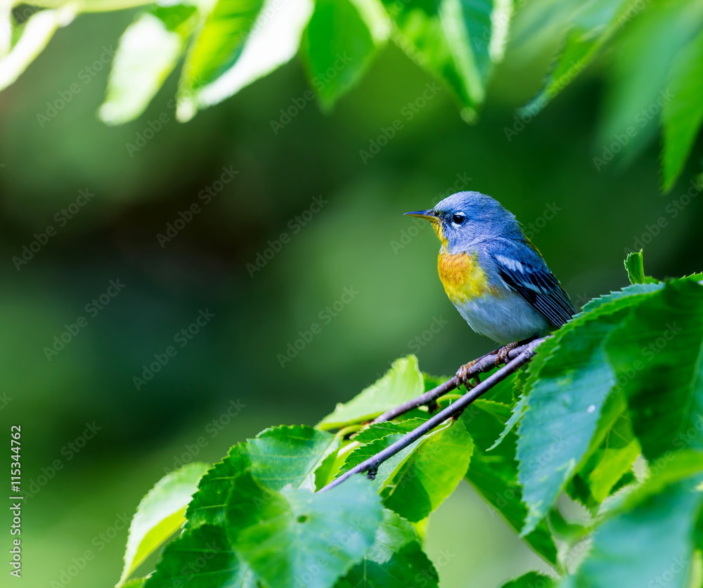 A small warbler of the upper canopy, the Northern Parula can be found in boreal forests of Quebec. It nests in Canada in June and July and after returns south to spend the winter.