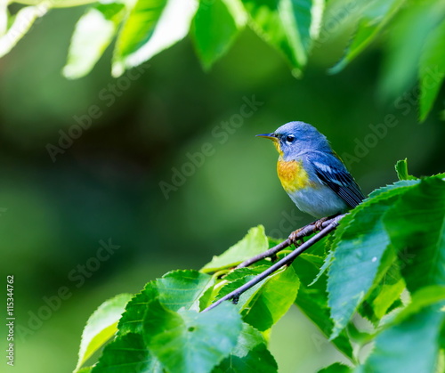 A small warbler of the upper canopy, the Northern Parula can be found in boreal forests of Quebec. It nests in Canada in June and July and after returns south to spend the winter. © Hummingbird Art