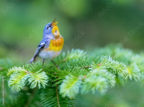 Canvas Print A small warbler of the upper canopy, the Northern Parula can be found in boreal forests of Quebec