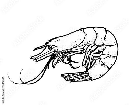 Shrimp Doodle, a hand drawn vector illustration of a shrimp.