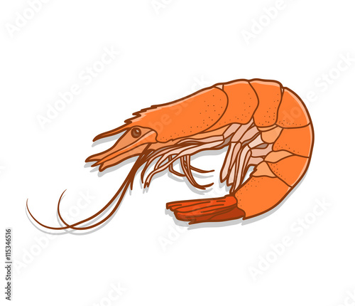 Shrimp, a hand drawn vector illustration of a shrimp.