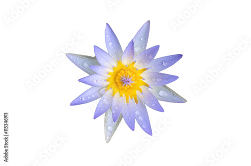 water lily and water drop on white background
