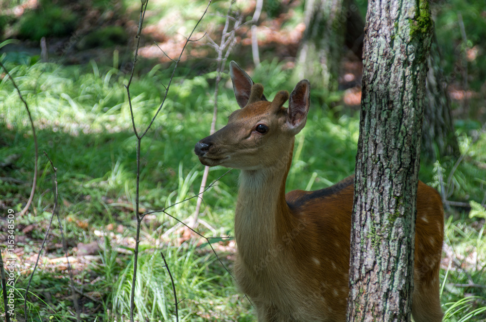 Female deer looking towards the back of the tree Female deer looking towards the back of the tree