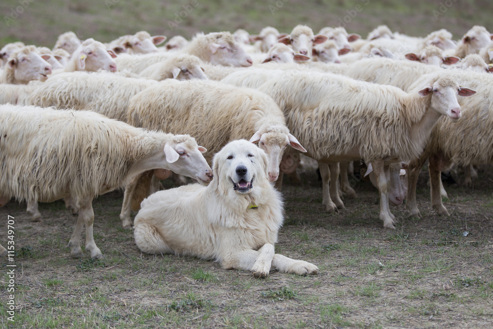A shepherd dog in a tenderness moment with the sheep he guards. Boss, praising, gratitude, obedience, love, friendship, leadership, followers concepts