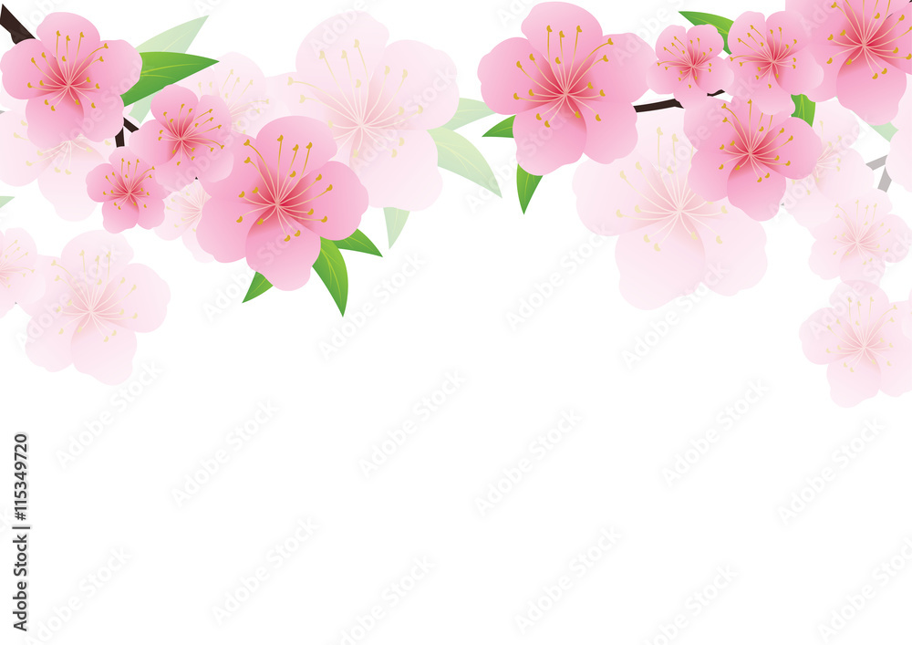 Cherry blossom, Sakura pink flowers background.