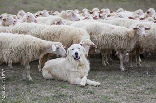 Obraz na płótnie A shepherd dog in a tenderness moment with the sheep he guards. Boss, praising, gratitude, obedience, love, friendship, leadership, followers concepts
w salonie