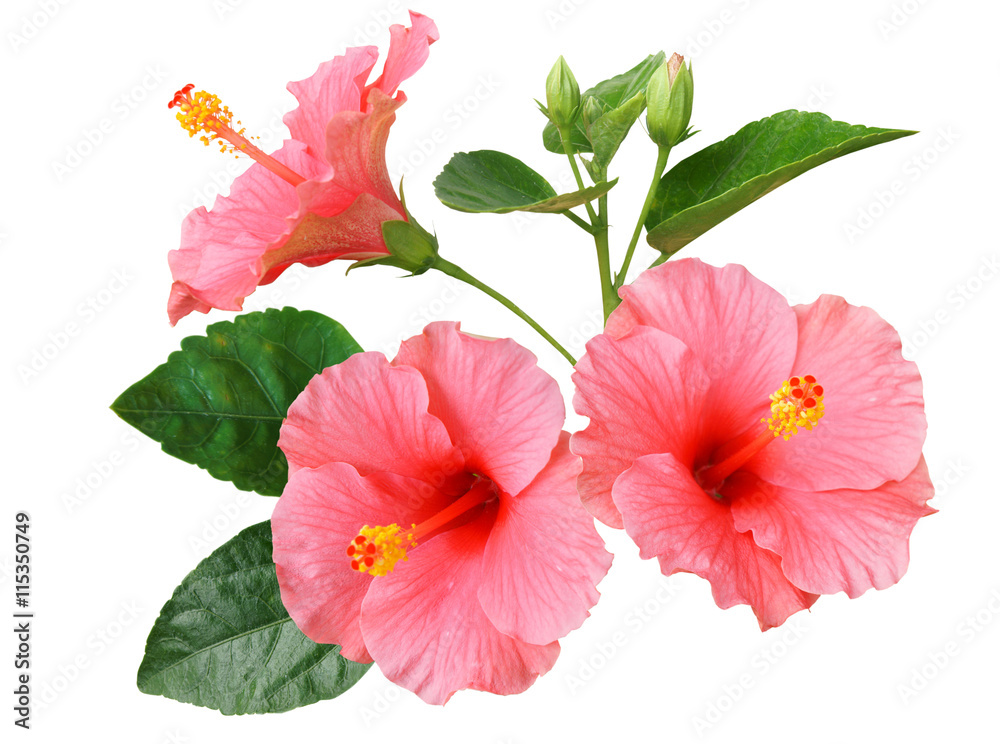 Pink Hibiscus on white background with path - obrazy, fototapety, plakaty 
