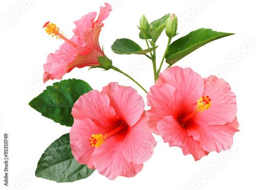 Pink Hibiscus on white background with path photo