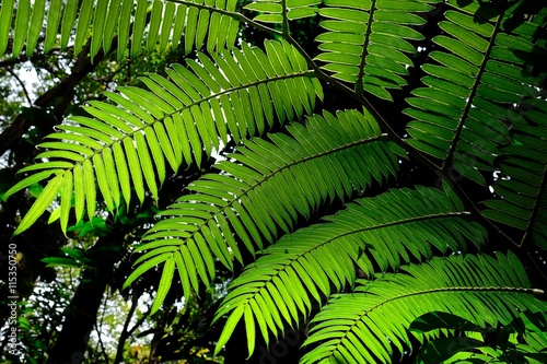 Sunlit fern green leaves and shadows in tropical forest. Botanitcal garden near Honolulu  Hawaii  USA. 