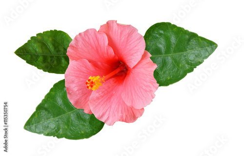 pink hibiscus with green leaf