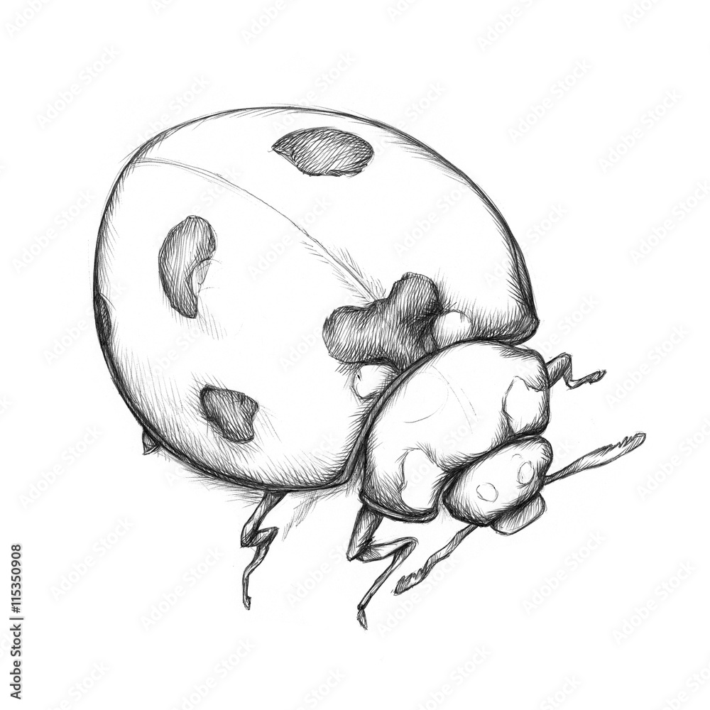 Gezeichneter Marienkäfer Stock-Illustration | Adobe Stock