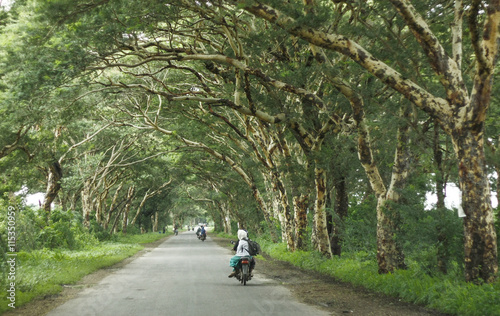 Beautiful Tunnel trees in Myanmar