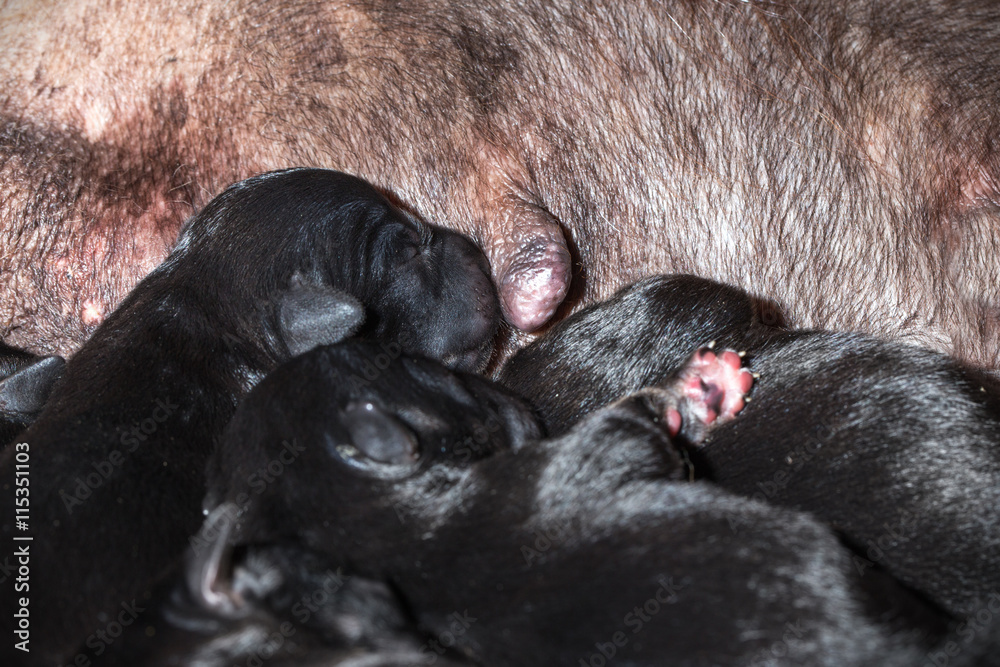 Obraz premium Newborn puppies dog sucking milk