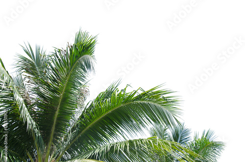 Coconut leaves