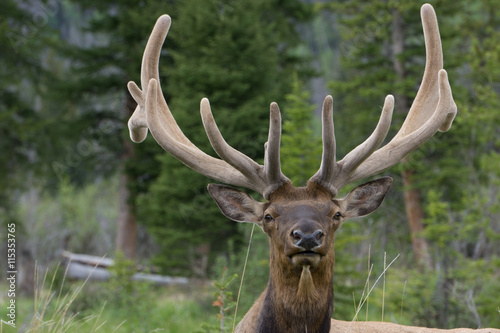 Bull Elk In Rocky Mountain National Park photo