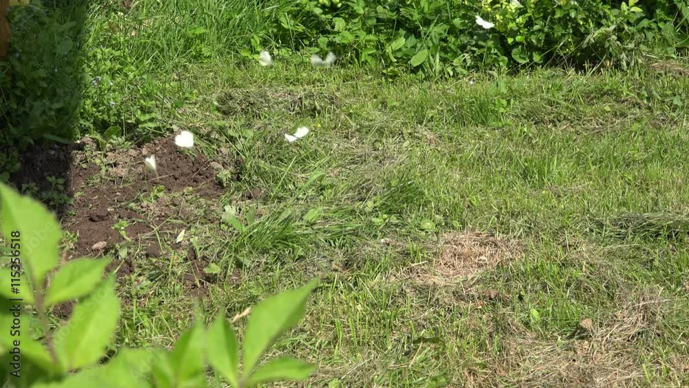 cabbage white fly in meadow. 4K cabbage white fly in meadow. 4K