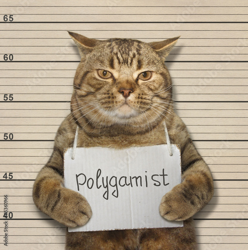 A scottish straight cat is polygamist.
