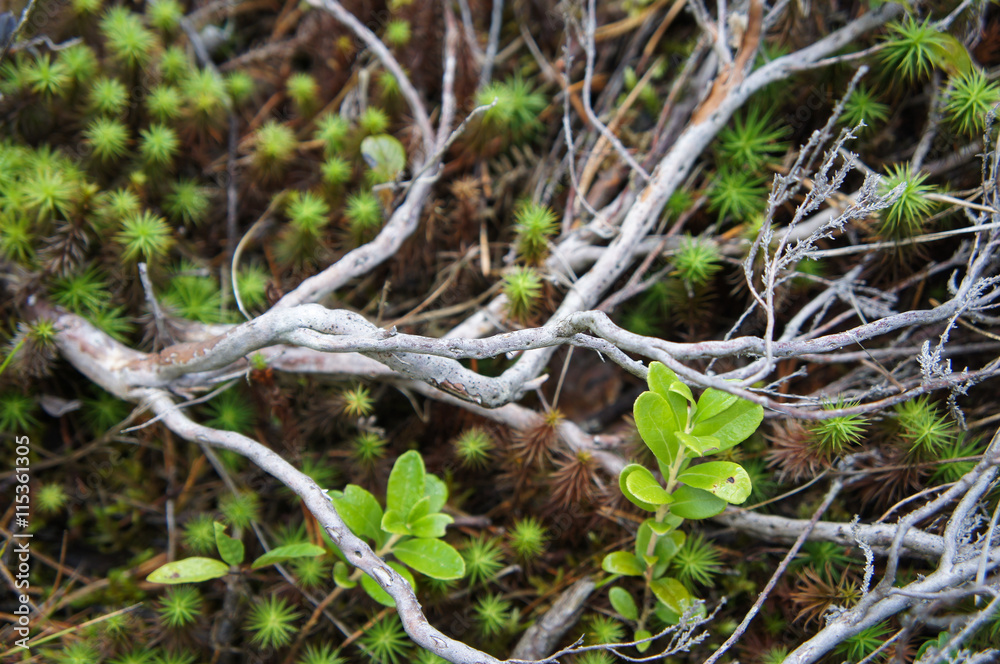 Dry white branch on the ground forest Dry white branch on the ground forest